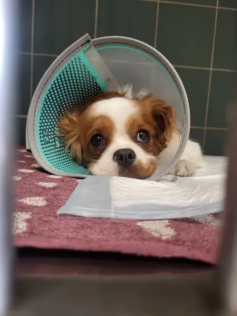 Axis South Veterinary Clinic
