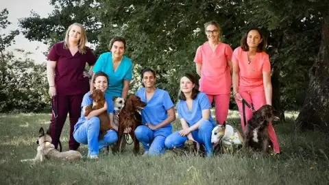 Clinique vétérinaire - Be my vet