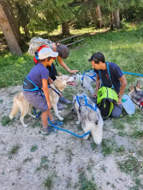 Qanittak, toilettage chien et chat, activités chien nordique