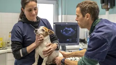 Veterinary clinic of genet