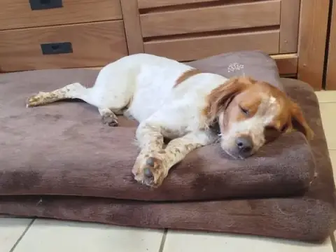 Pension canine familiale | Le chien qui ronfle | Comportementaliste | Educateur canin