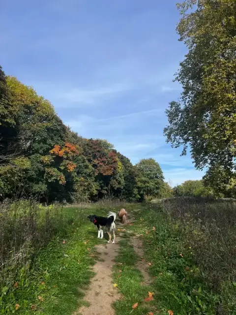 Animocoeur - Comportement du chat et du chien｜Balades & visites à domicile
