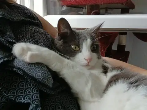 V. A.'Cats Tranquilles (pension pour chats - garde de chats)