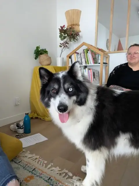 Laure Bosi Training Center And Care In Wellness Animal