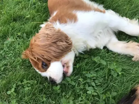 pet-sitting53
