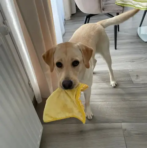 Yesdogeducation