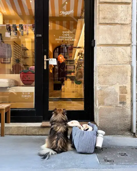 TRUFFE SOCIAL CLUB - Doggy daycare - Garderie loisirs sans hébergement à Bordeaux