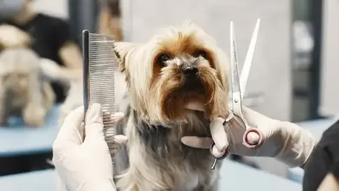 Toiletteur à St Pol, Hesdin, Fruges - Chez Cath' Pattes - Toilettage pour Chien - À Domicile