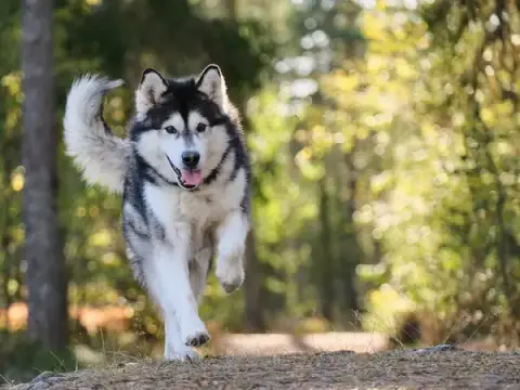 Kindly Dog - Comportementaliste canin