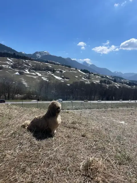 Emovere canis — Pension Education canine