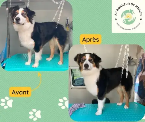 Au Bonheur de Merlin