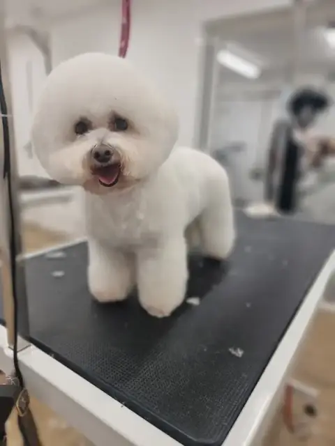 City Dog