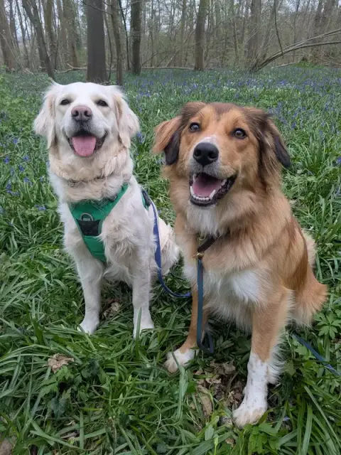 Rox et compagnie