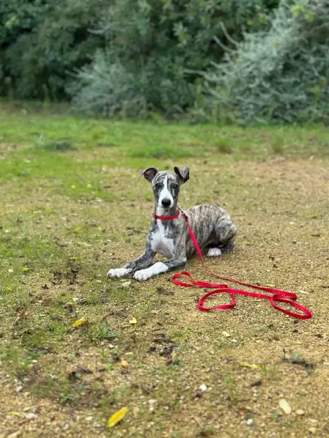 EDUCNOUS : Éducation Canine et Cours pour Chiens - Le Gard (30)