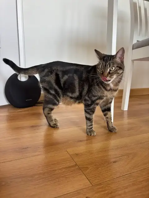 Paw Pet and Clean