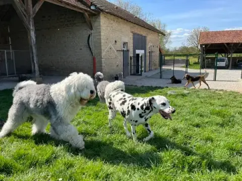 Pension Chiens et Chats Boul'sDog