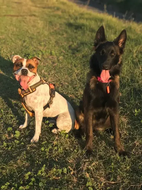 Edu'Canidé (éducation canine à votre domicile)