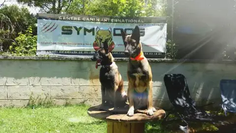 Team dog des Savoies