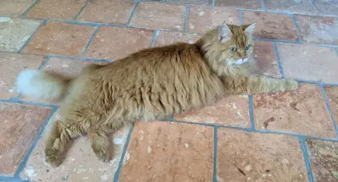Animalis Pet-Sitting