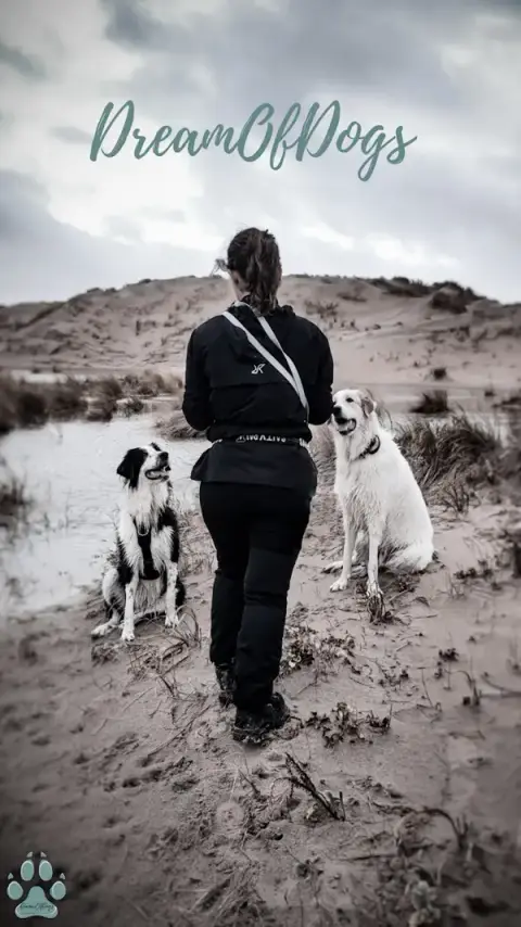 Dreamofdogs