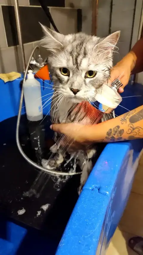 Toilettage des 5 Crets