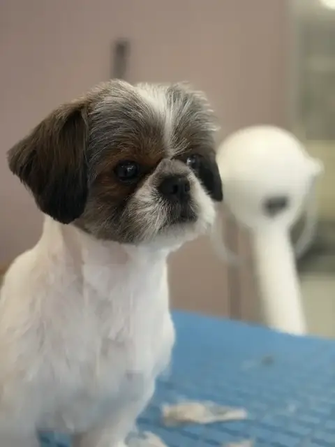 Flair'allure Le Salon de Loulou - Toiletteur Chien Chat et NAC