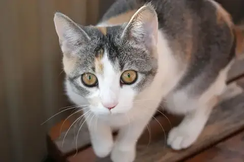 Les tournées de Christine Pet-sitter