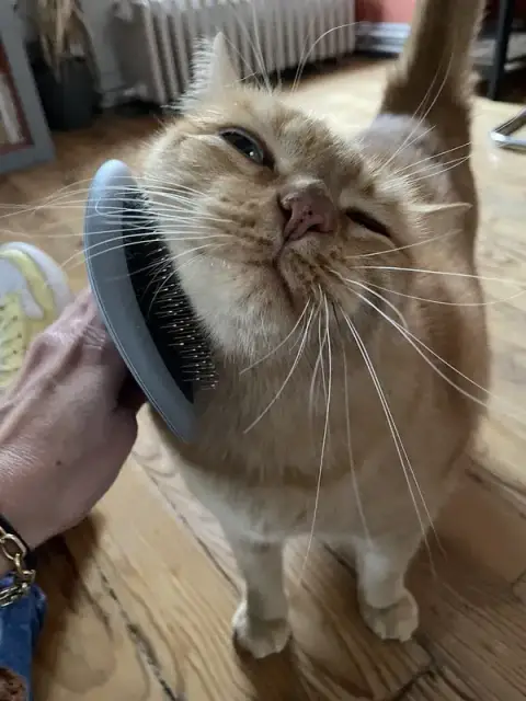 Kat Pet Sitting