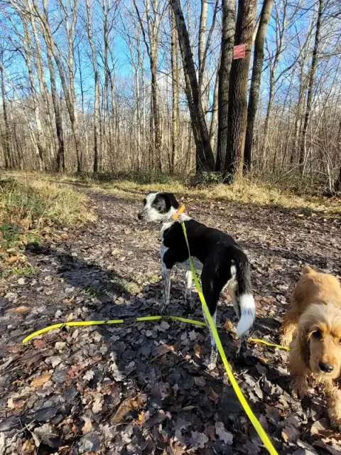 Amitié Canine