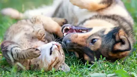 Empreintes - Services Funéraires Animaliers