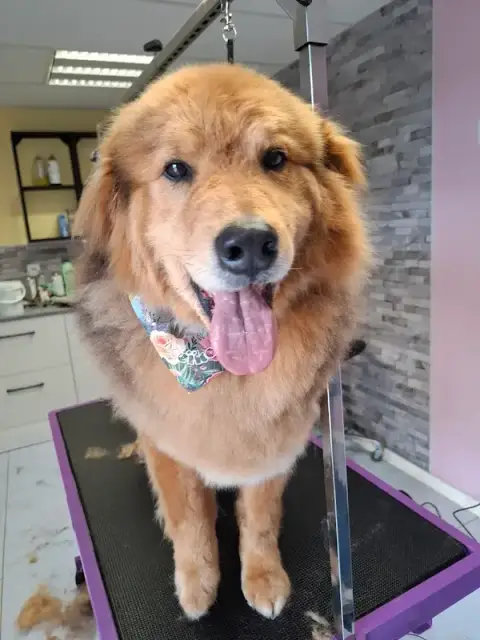 Des Idées de Chiens