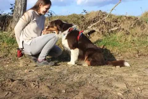 Chien en Mouvement