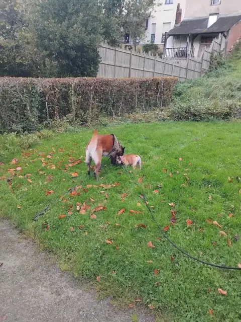 Canis Disciplina, éducation et comportementalisme canin