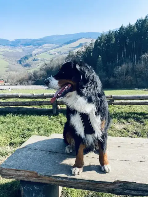 Éducateur Canin Animal Coaching