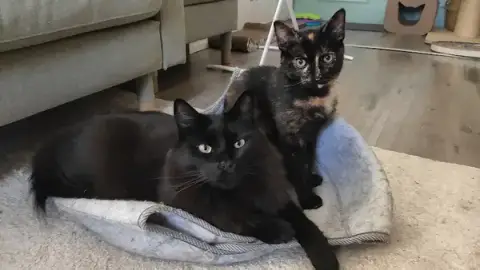 Humainement chat - Comportementaliste félin & spécialiste de la relation entre les chats domestiques et les humains