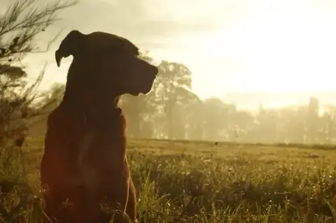 Education Canine du Forez | Montbrison & Saint Etienne | Camille Poyade