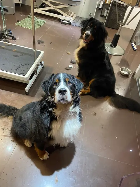 Oh my Dog