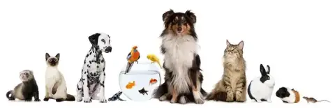 ReeduCat & Dog Dr Hélène Fugier