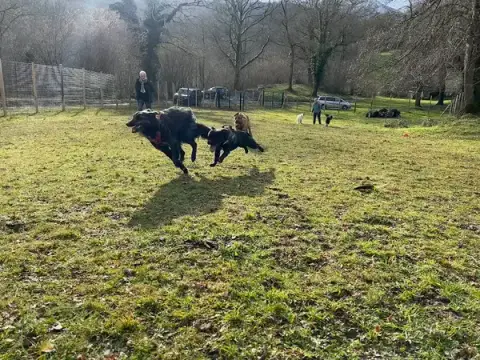 Caniprairie – Parc et centre de loisirs pour chiens
