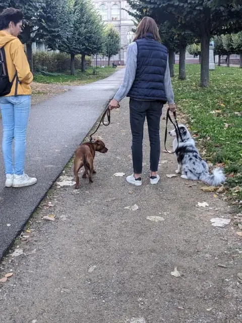 Yes Oui Dog