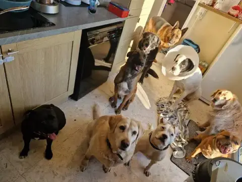Coco Comportementaliste animalier et éducatrice canin & Pet Sitter