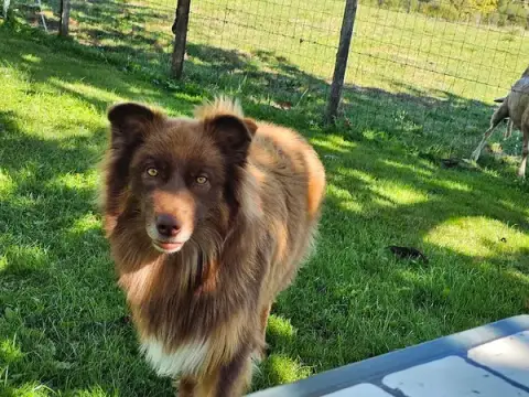 Comme un wouf - Éducateur Canin