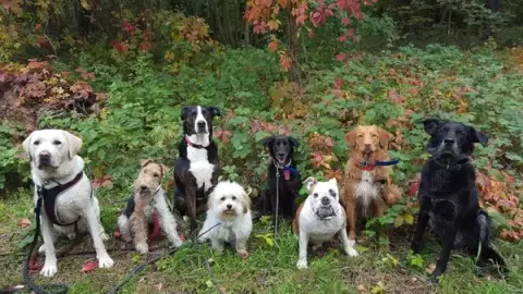 Social Dog