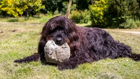 Valérie Gallois - Comportementaliste chien & cheval | Educateur canin