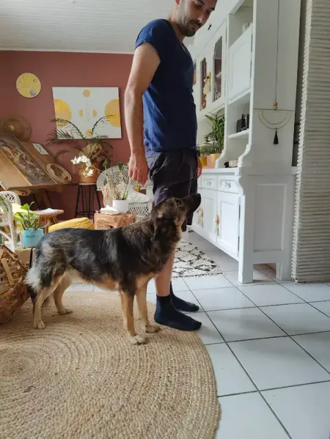 Dog Ofwood - Educateur comportementaliste canin et félin à domicile - Garde d'animaux