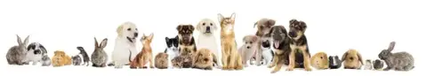 ANIMAL HOME SERVICE