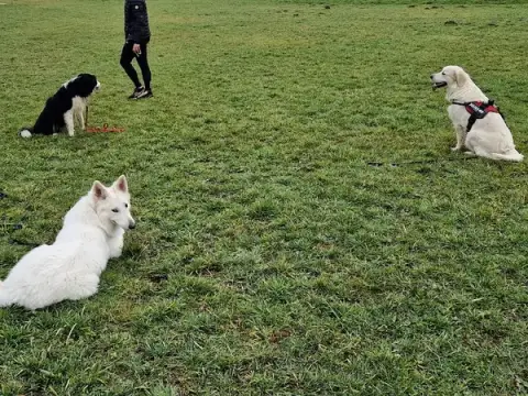Simply dog Maëlys Lariviere- Éducatrice comportementaliste canin