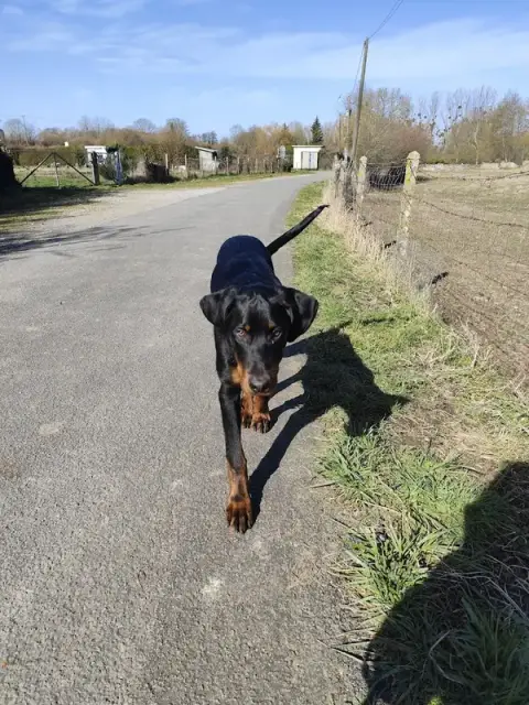Chez Polly Dog Éducateur canin orne / Sarthe / Eure et Loire