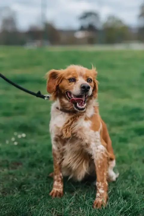Animal protection Society