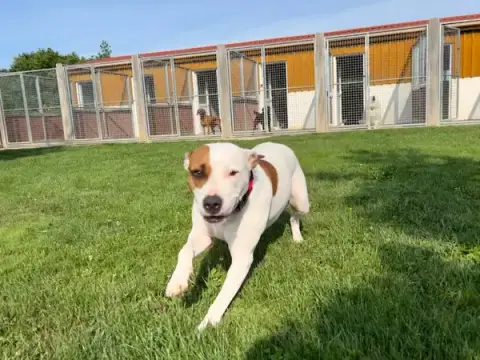 Vendée Dog